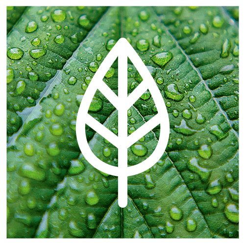 leaf icon over green leaf photo